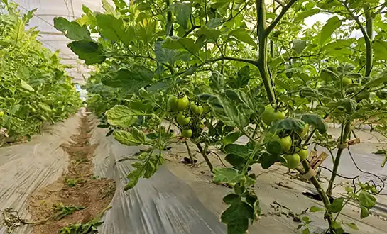 Boosting Tomato Yield: Why Amino Acid Peptide Foliar Spray Works